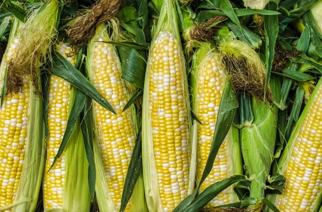 Central Illinois Foodbank announces donation of 12 tons of sweet corn by Gardner’s Nayak Farms